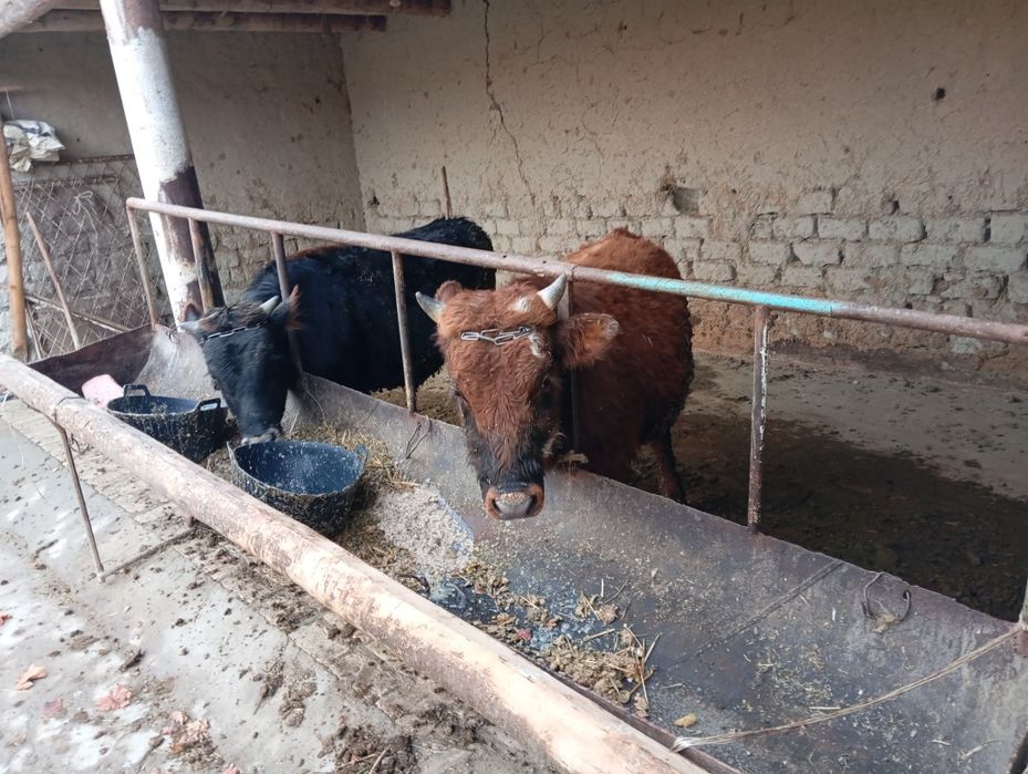 Madaniyat buqalarni. Sogʻlom buqa yeb ichishi yaxshi