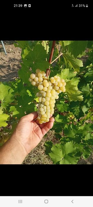 Vand  Struguri de Vin