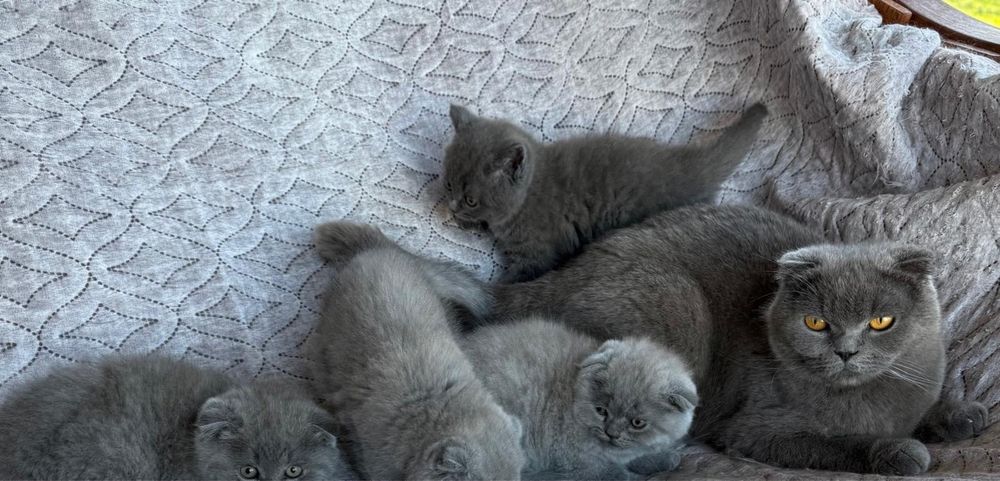 Шотландски късокосмести клепоухи котенца