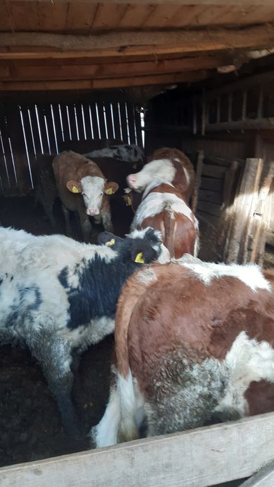 Vand 13 tāuras frumos