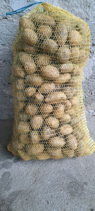Продавам семе сорт сорая
