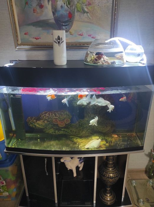 Аквариум с рыбками