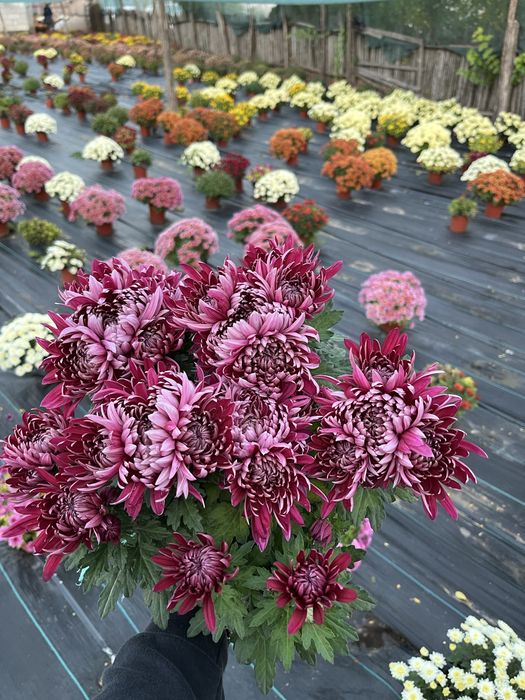 Crizanteme en gross .Comuna Unirea,Dolj.15 lei bucata