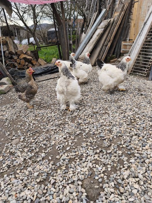 Vand 6 gaini + cocos Brahma