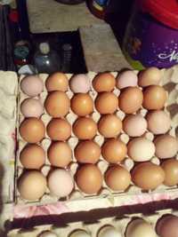 Ouă de găini proaspete și bio