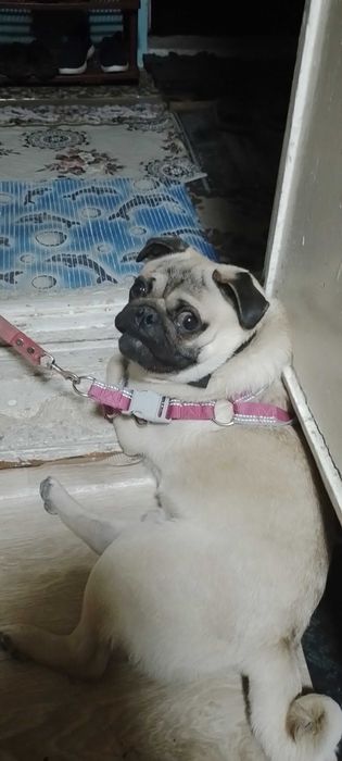 Ит сотилади пародини олятганла тел ксин