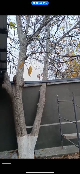 Yongoq darahti sotiladi