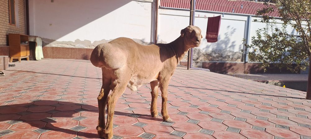 Arashan quyi , 1 yoshga tulmagan. Buxoro, Geofizika