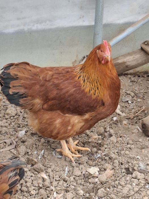 Vând familie găini New Hampshire 8+1