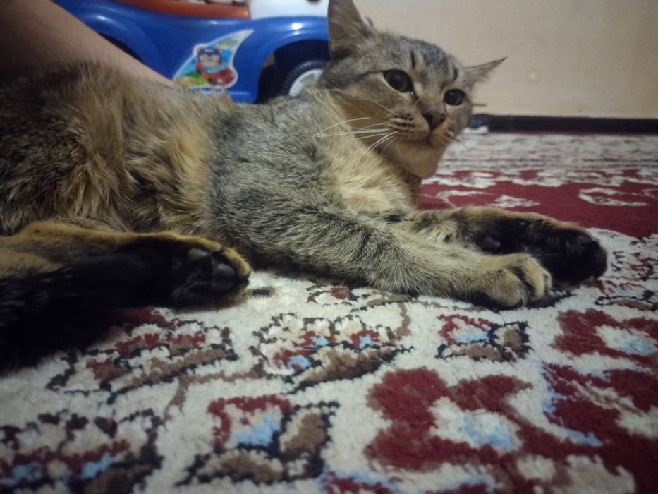 Viyaska xizmat qiz bola mushuklar taklif etamiz