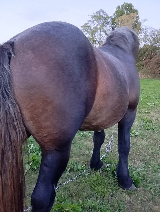 Mânz de vânzare de 2 ani