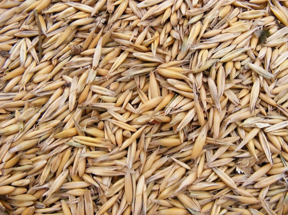 Овёс сухой хороший