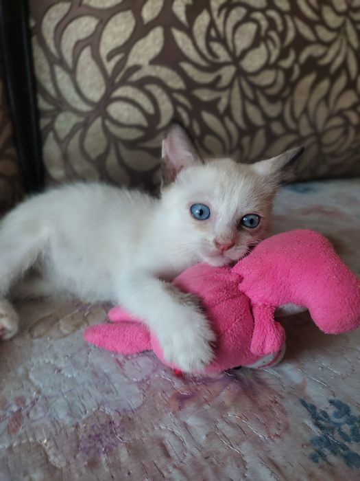 Милые котята для Вас