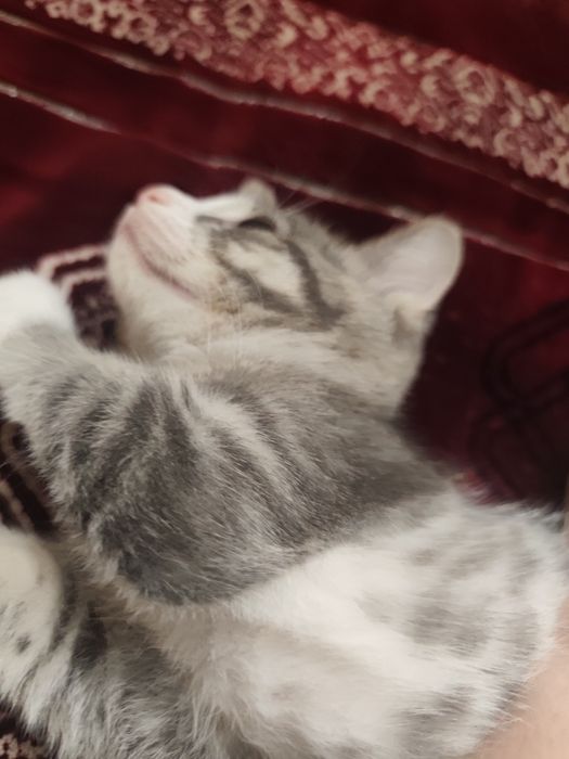 Mushuk hadyaga beriladi.