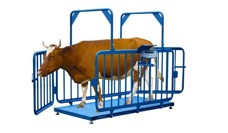 Mol tazori uyingizga borib ulchaymiz