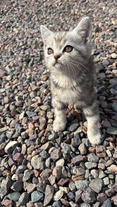 Скоттиш фолд котенок продам.