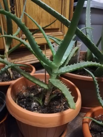 Aloe Vera diverse marimi plante