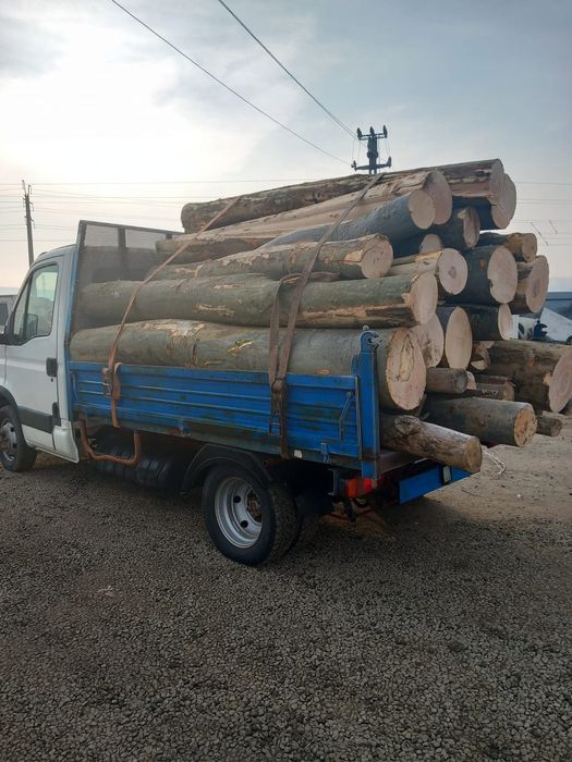 Bușteni tăiați crepati