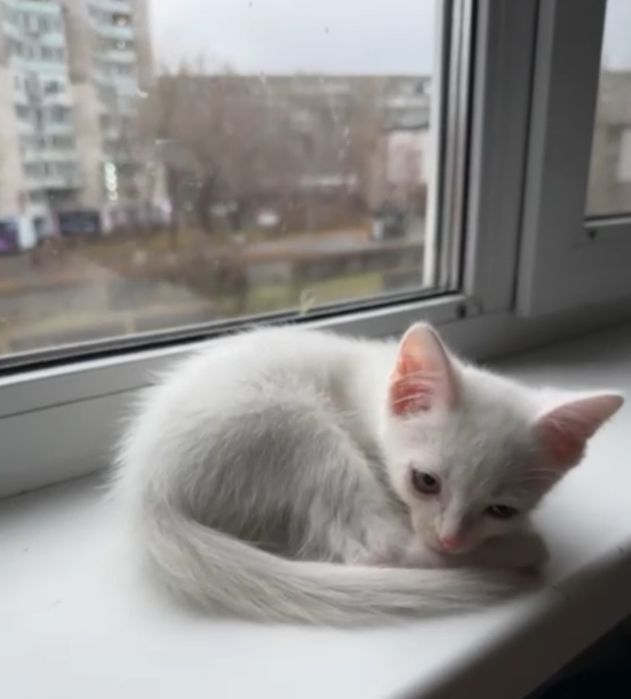 Отдам котят в добрые заботливые ответственные руки