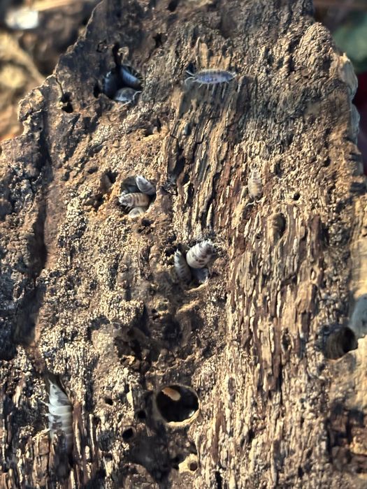 Izopode/izopozi dairy cow