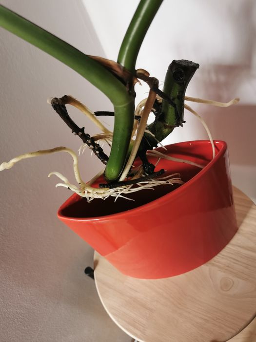 Vand puiet de Philodendron cu frunza rupta