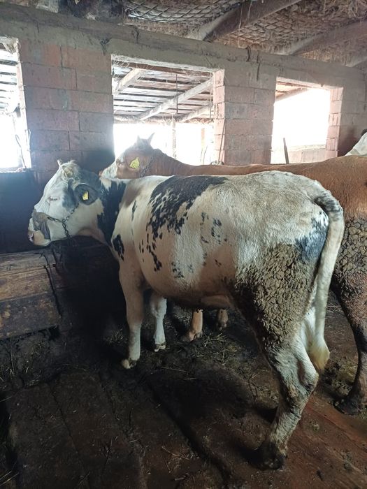 Vând vițele de tăiat sau ținut