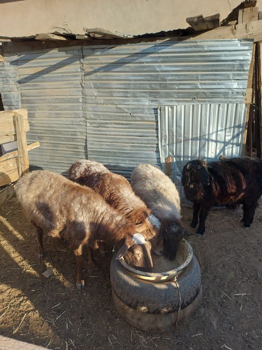 семиз кой багылган