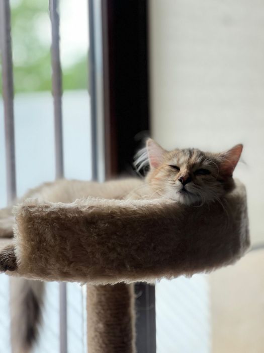 Кошечка пристройка в хороший дом