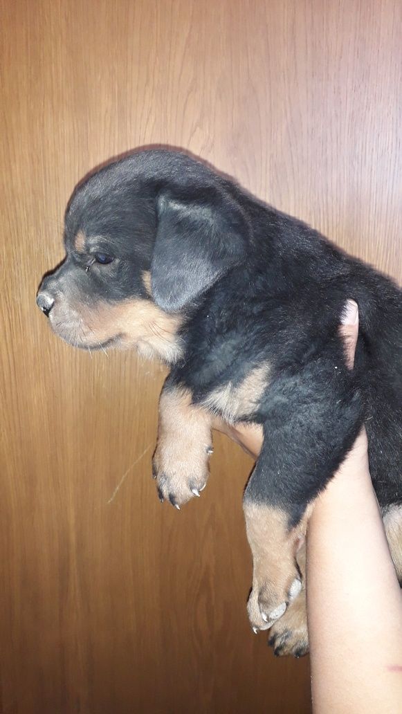 продаётся щенок ротвейлера