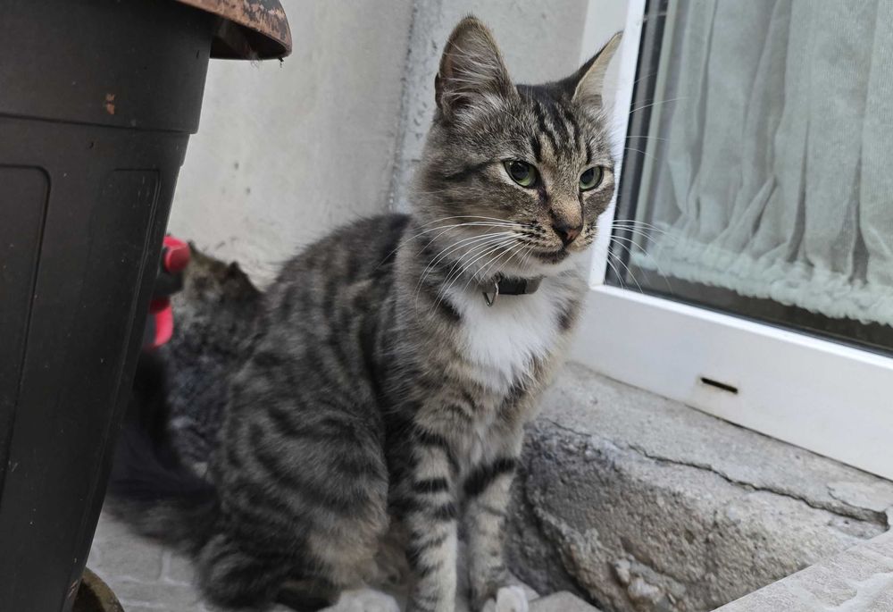 Donez doua pisici (mama si pui) blande, prietenoase