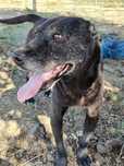 it sotladi zori pitbull zoti toza
