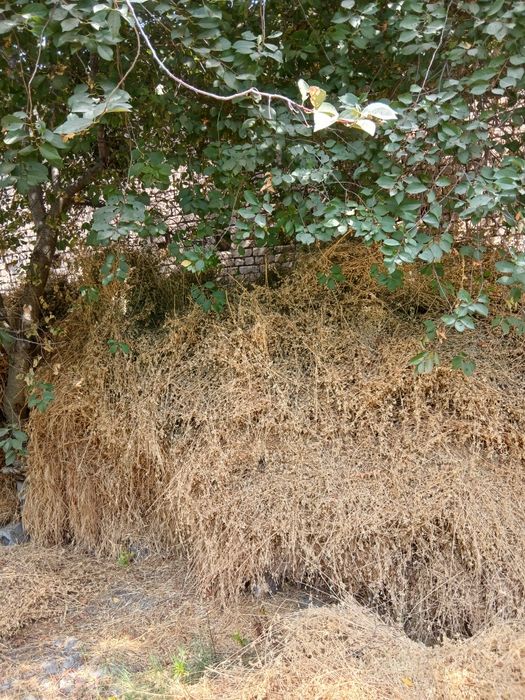 Клевер беда бойланган