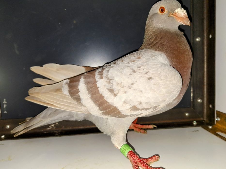 Porumbei de vânzare