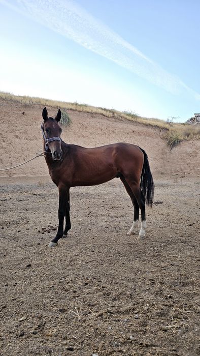 Ot Sotiladi Продаётся лошадь