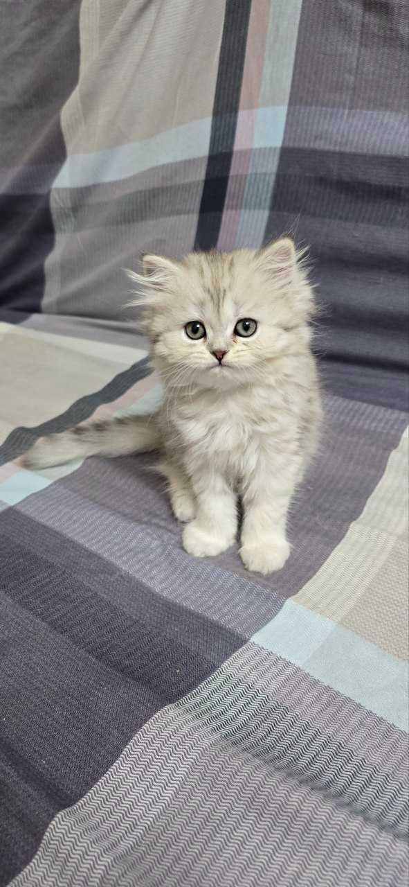 Britan shinshila mushiklari , котята шиншиллы чистокровные