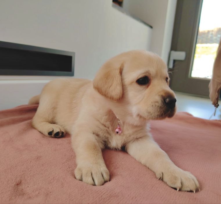 Pui Labrador Retriever cu Pedigree Tip A