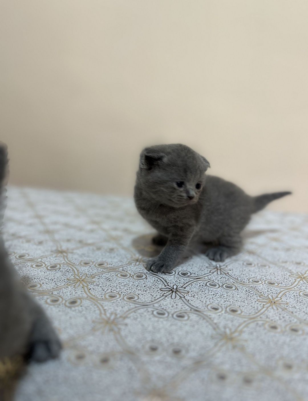 Кошка скотиш фолд чистокровный парода