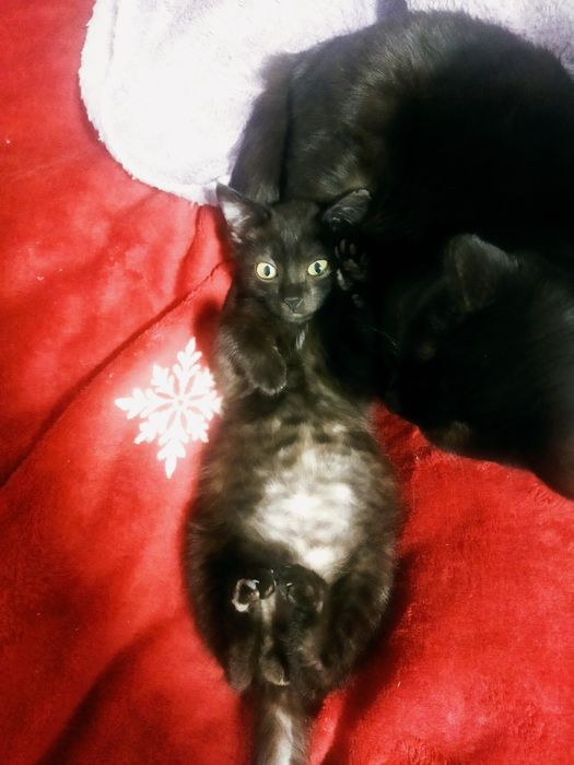 Отдается котик, примерно 3 месяца