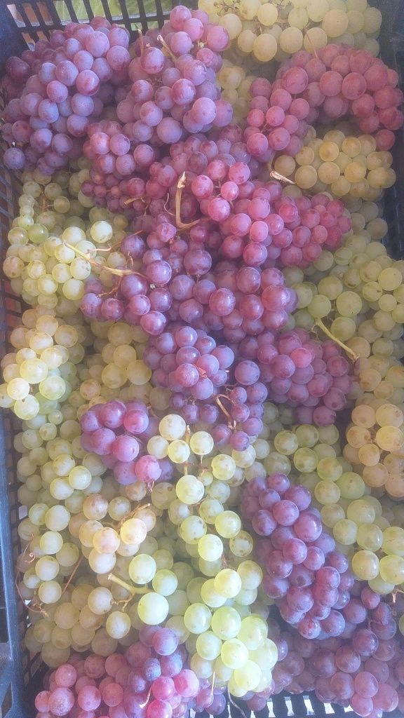 Vând struguri de vin producție 2025 03 09 2025 suntem în Pitești
