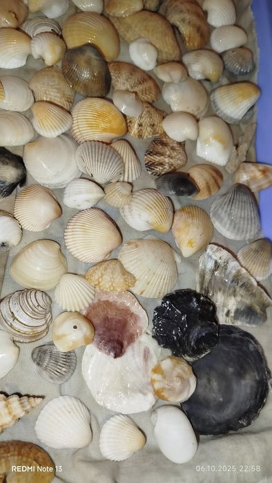 Ракушки- натуральные дары моря