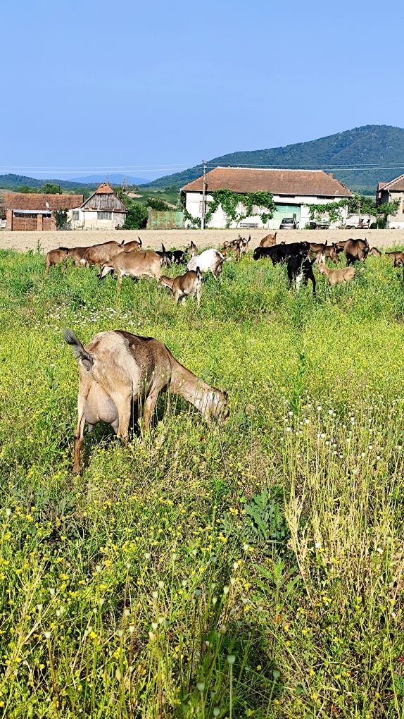 Capre si iezi Anglo-Nubiani de vanzare