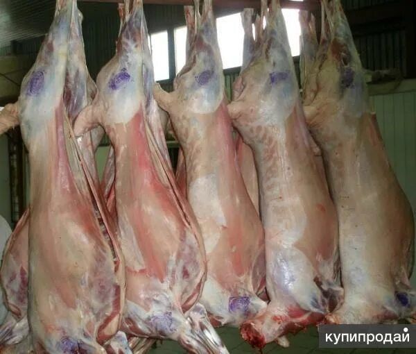 Бараньи туши и ляжки, говядина