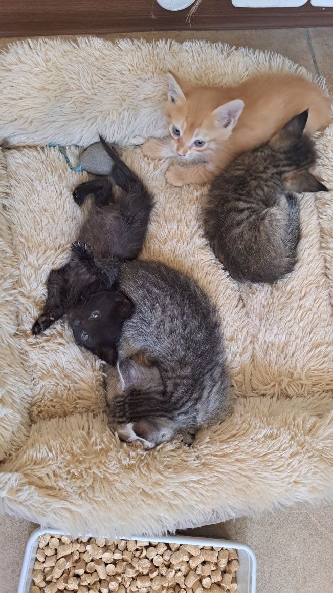 Котята в очень добрые руки
