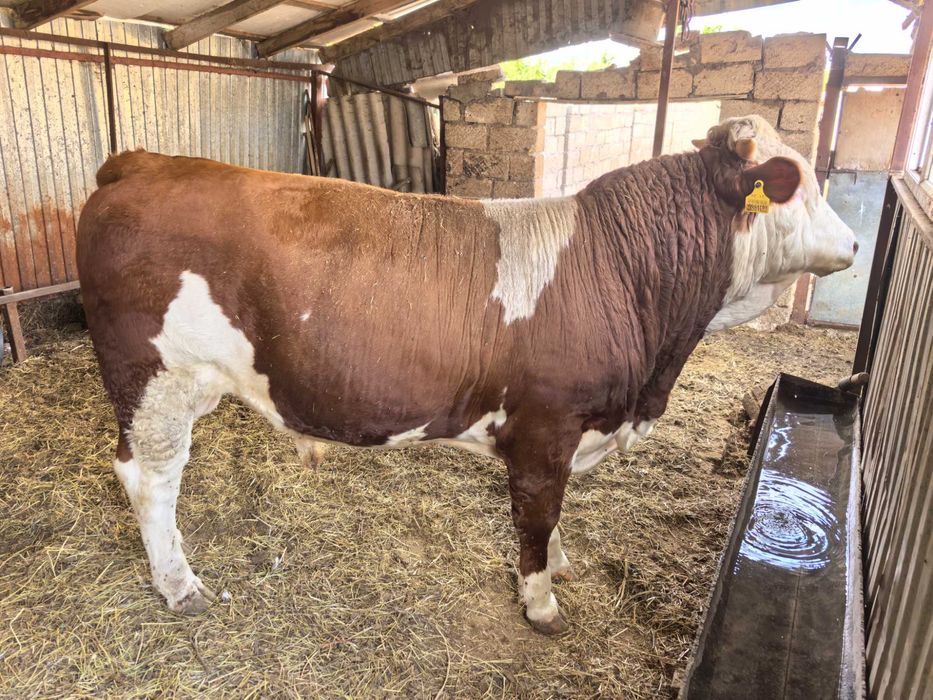 Семинтал бука, бычок семинталской породы