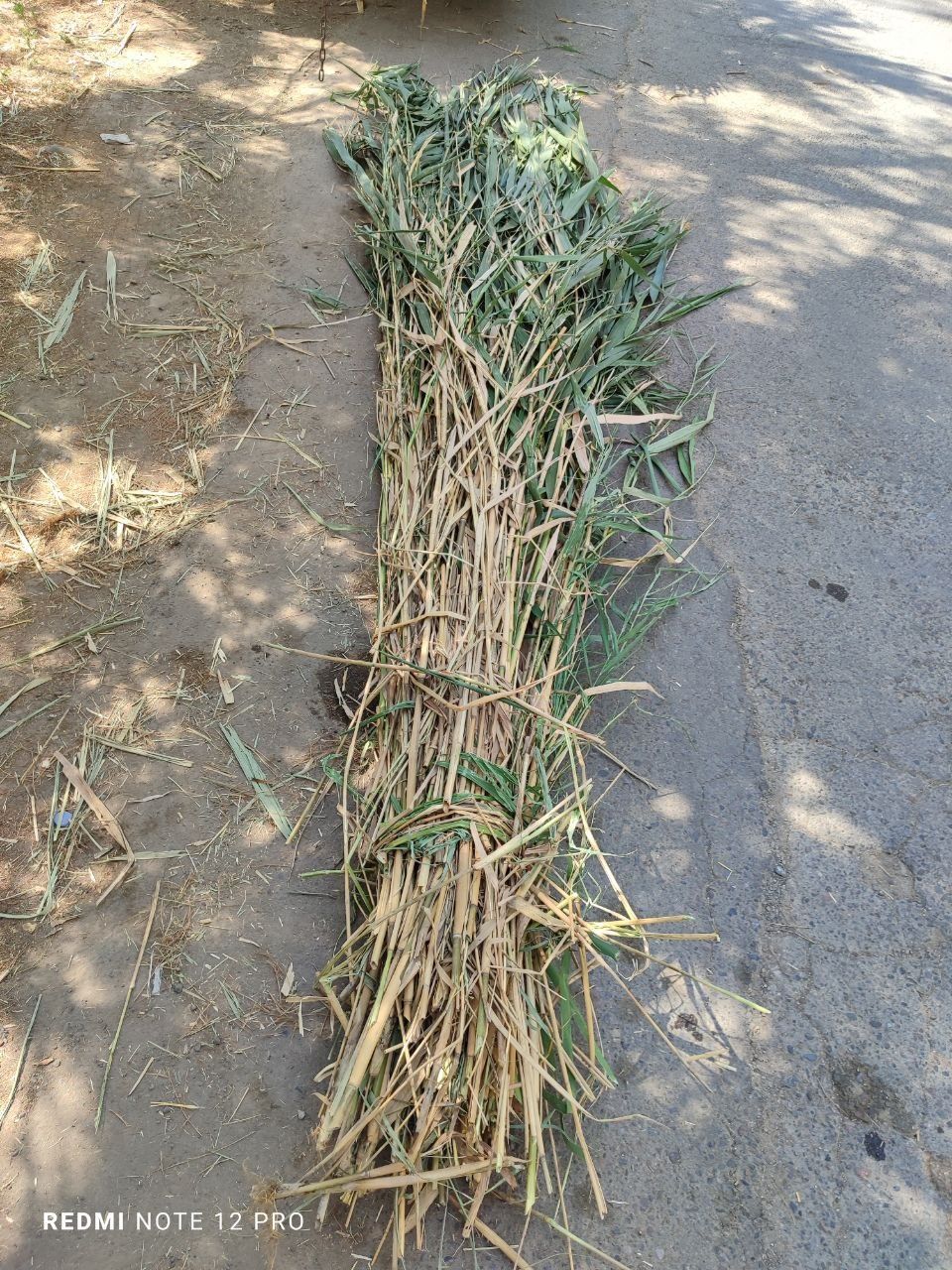 Qamish maxsuloti
