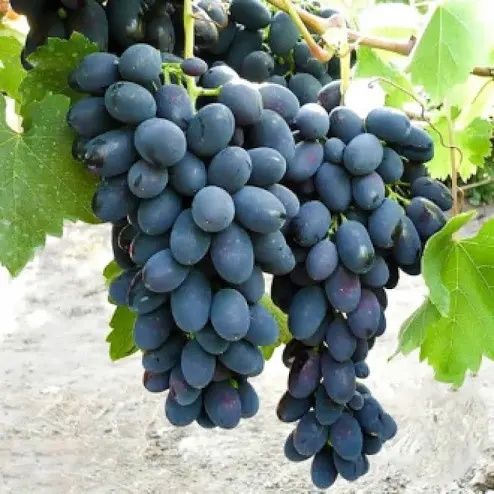 Vita de Vie (Soiuri De Masa Negru )
