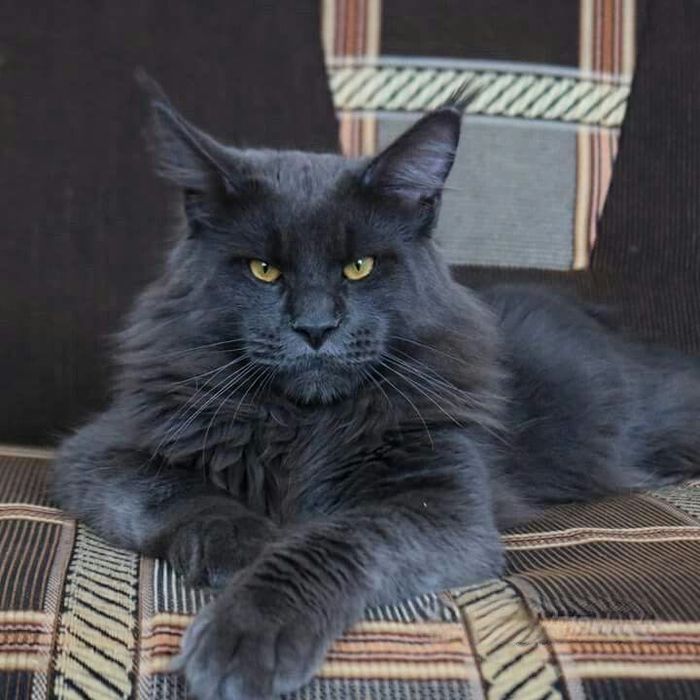 Продается Мейн Кун мальчик