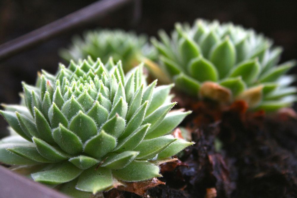 Canon 400D фотоапарат + два обектива и аксесоари Канон