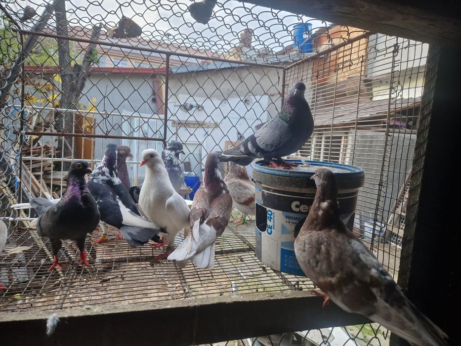 Vand porumbei ploiesteni