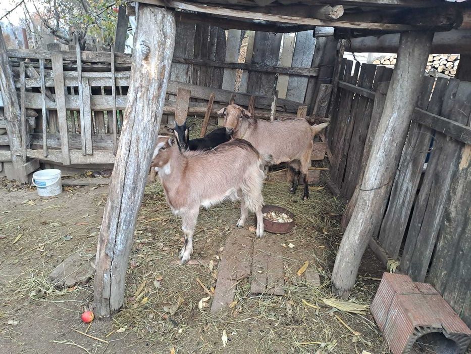 Vând capre Flămânzi